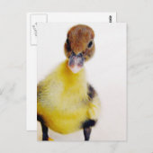 Muscovy Duckling Postkarte (Vorne/Hinten)