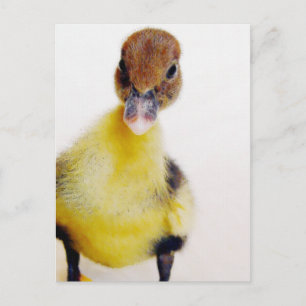 Muscovy Duckling Postkarte