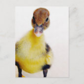 Muscovy Duckling Postkarte (Vorderseite)