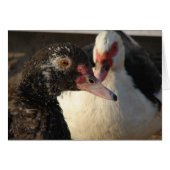 Muscovy Ducks (Vorderseite (Horizontal))