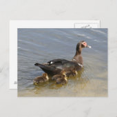 Muscovy Ducks Foto Postkarte (Vorne/Hinten)