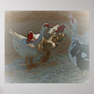 Muscovy Ducks Poster drucken