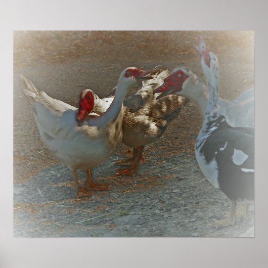 Muscovy Ducks Poster drucken (Vorne)