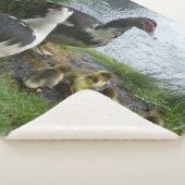 Muscovy-Enten-Familie Sherpadecke (3/4)