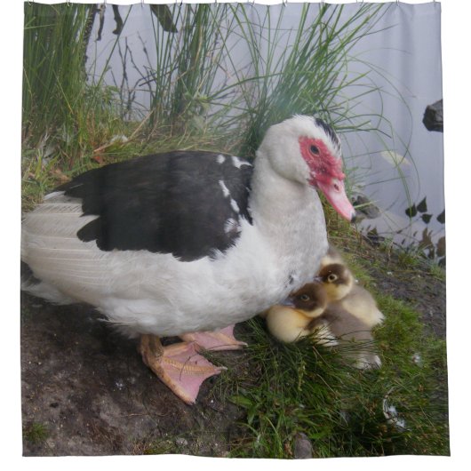 Muscovy-Enten-Mama und Entlein Duschvorhang (Vorderseite)