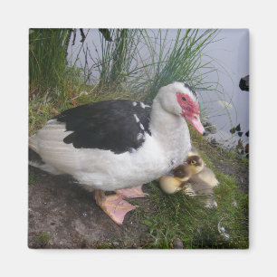 Muscovy-Enten-Mutter mit Entlein Magnet
