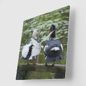 Muscovy-Enten Quadratische Wanduhr (Winkel)