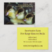 Muscovy-Entlein-Visitenkarten Visitenkarte (Vorne/Hinten)