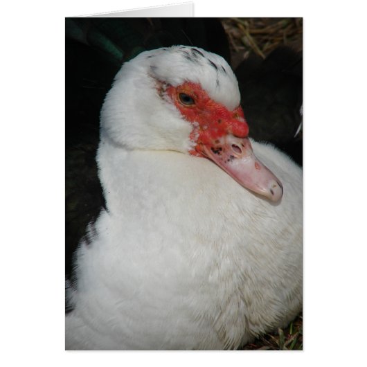 Muscovy Hen (Vorne)