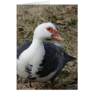 Muscovy Hen