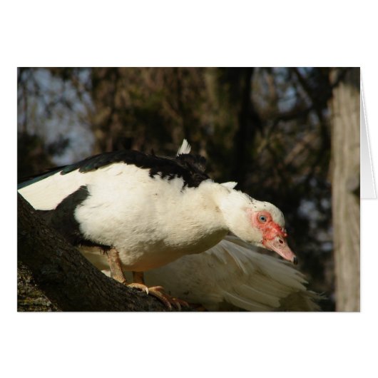 Muscovy Hen in einem Baum (Vorderseite (Horizontal))
