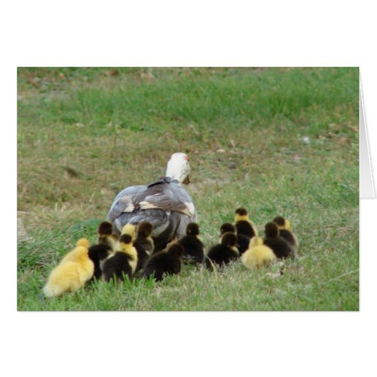 Muscovy Hen Leading Ducklings (Vorderseite (Horizontal))