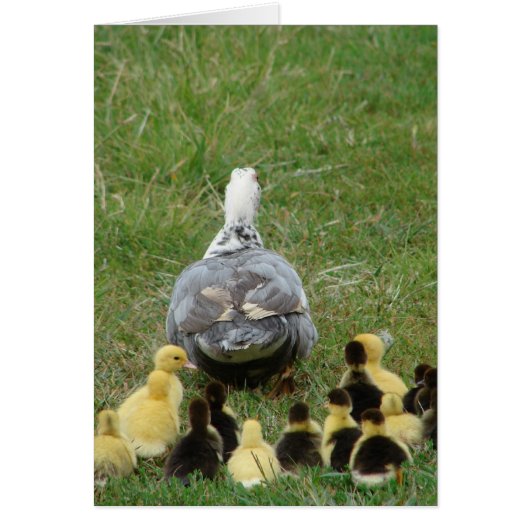 Muscovy Hen Leading Ducklings (Vorne)