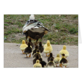 Muscovy Hen Leading Ducklings