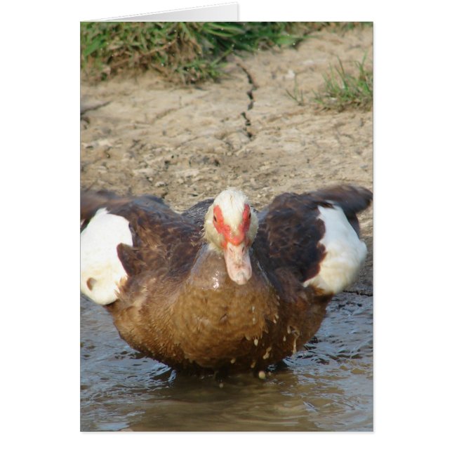Muscovy Hen Playing in Puddle (Vorne)