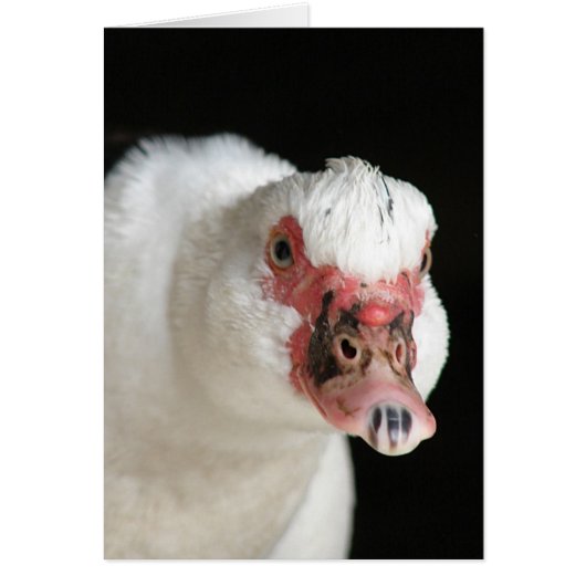 Muscovy Hen Stare Down (Vorne)