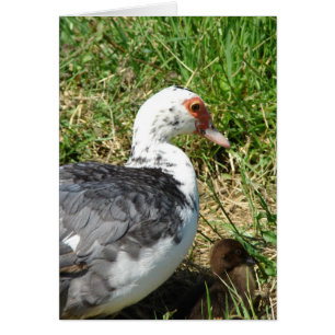 Muscovy Hen und Duckling