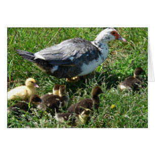 Muscovy Hen und Ducklings