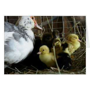 Muscovy Hen und Ducklings