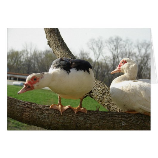 Muscovy Hens in einem Baum (Vorderseite (Horizontal))