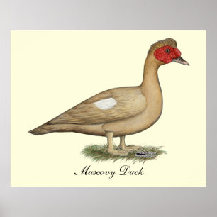 Muscovy Light Chocolate Drake Poster