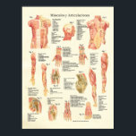 Músculos y Articulaciones Anatomie Spanisch Poster<br><div class="desc">Muskeln und Artikulationen Humane Anatomie Poster. Músculos y Articulaciones Anatomie. Muskelanatomie Poster auf Spanisch. Erstellt mit Vintage-Bildern,  die über 80 markierte Muskeln des menschlichen Körpers zeigen,  einschließlich Querschnitt von Ellenbogen,  Schulter und Kniegelenken. Vorderer Blick und Poster auf den Rumpf,  Arm,  Hand und Bein.</div>
