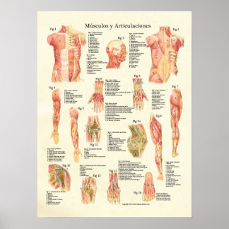 Músculos y Articulaciones Anatomie Spanisch Poster
