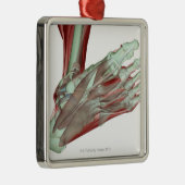 Musculoskeleton des Fußes 2 Silbernes Ornament (Rechts)