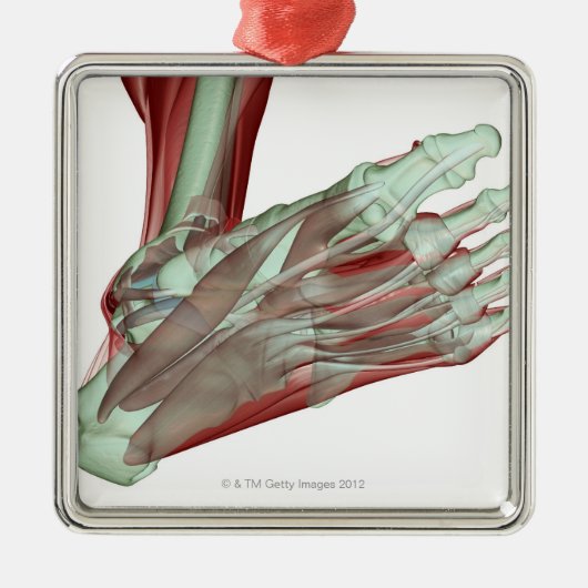 Musculoskeleton des Fußes 2 Silbernes Ornament (Vorne)
