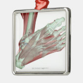 Musculoskeleton des Fußes 2 Silbernes Ornament (Links)
