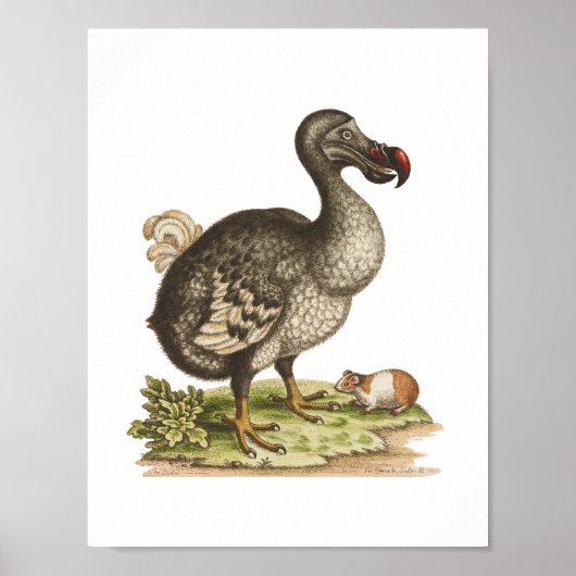 Museum für Naturgeschichte, Dodo-Extinct-Bird-Post Poster (Vorne)