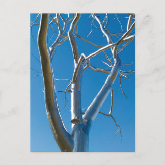 Museum Saint Louis Postkarte