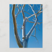 Museum Saint Louis Postkarte (Vorderseite)