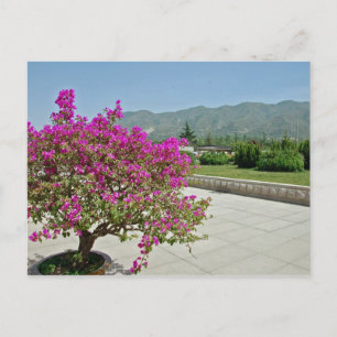 Museumsansicht, Xian, China Postkarte