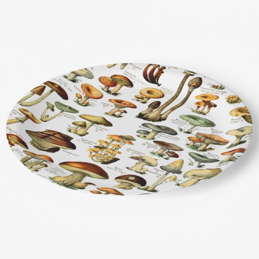 MUSHÖME 4 PAPPTELLER (Schrägansicht)