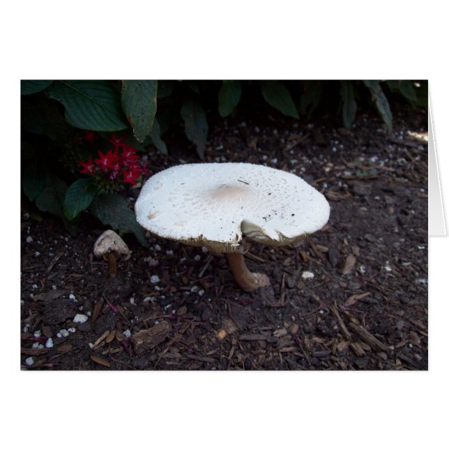 Mushroom (Vorderseite (Horizontal))