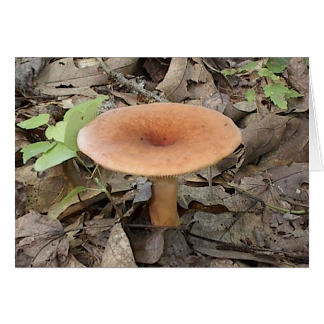 Mushroom9 (Vorderseite (Horizontal))