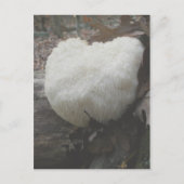 Mushroom Bearded Tooth (Hericium erinaceus) Postkarte (Vorderseite)