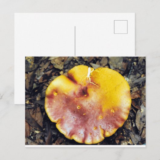 Mushroom Beautiful Postkarte (Vorne/Hinten)