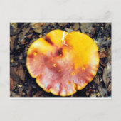 Mushroom Beautiful Postkarte (Vorderseite)