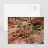 Mushroom-Familie Postkarte (Vorne/Hinten)