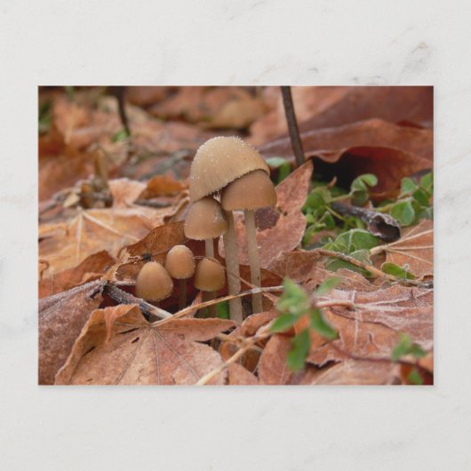 Mushroom-Familie Postkarte (Vorderseite)