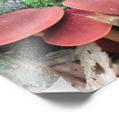Mushroom-Foto Fotodruck (Ecke)