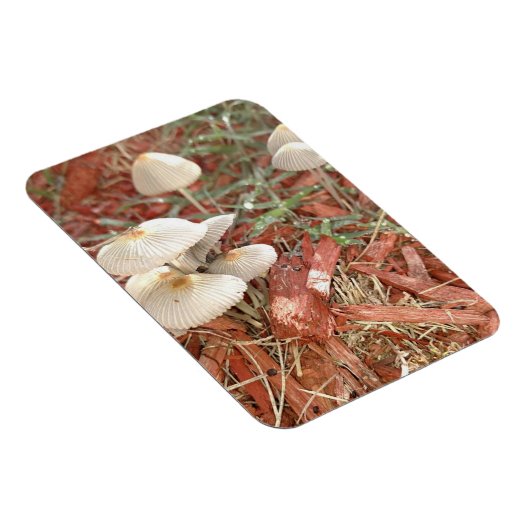 Mushroom Foto Magnet (Rechte Seite)