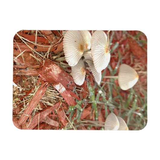 Mushroom Foto Magnet (Horizontal)