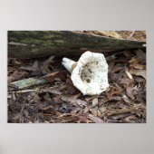 Mushroom Foto Poster (Vorne)
