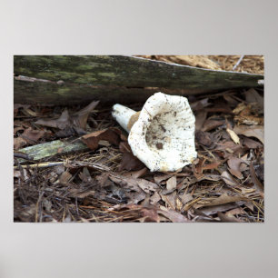 Mushroom Foto Poster