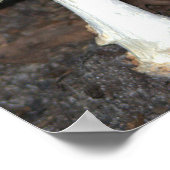 Mushroom Foto Poster (Ecke)