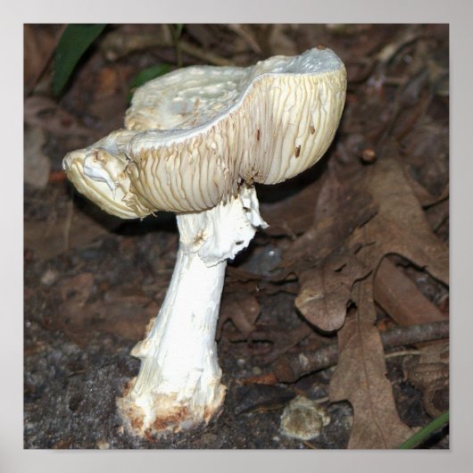 Mushroom Foto Poster (Vorne)