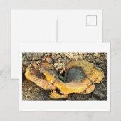 Mushroom-Foto Postkarte (Vorne/Hinten)